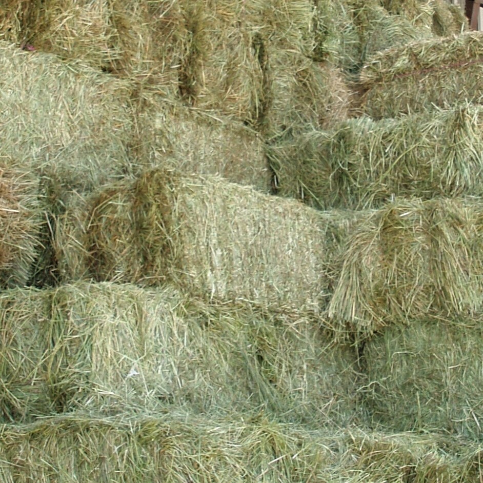 fodder_hay[1].jpg